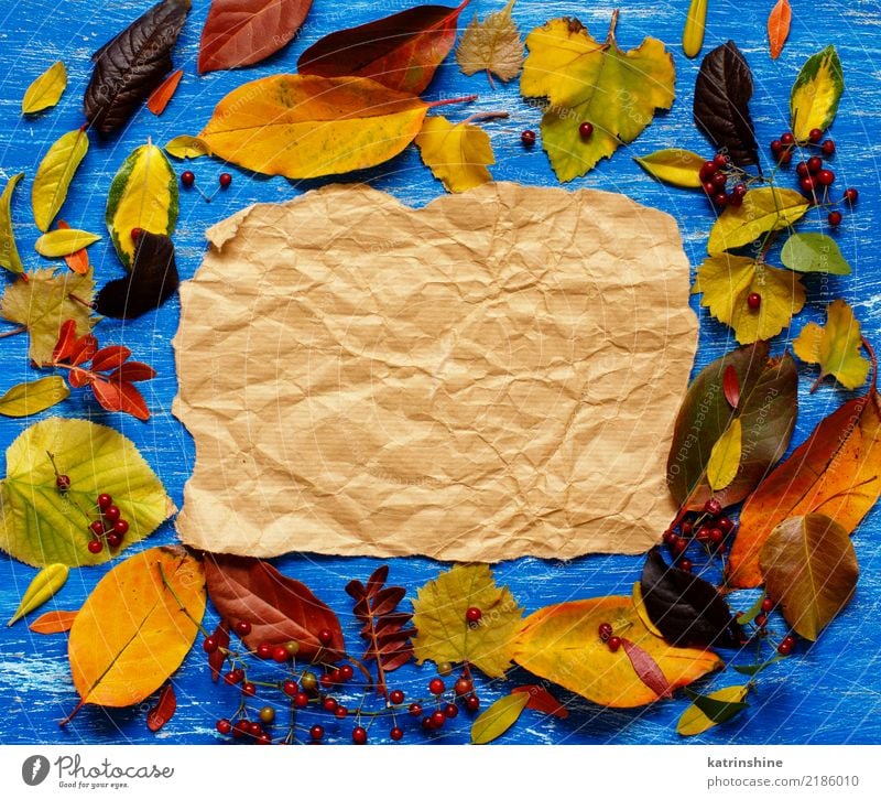 Autumn leaves and paper on a blue background Craft (trade) Leaf Forest Paper Bright Blue Brown Yellow Red Colour border Botany branch colorful Copy Space fall