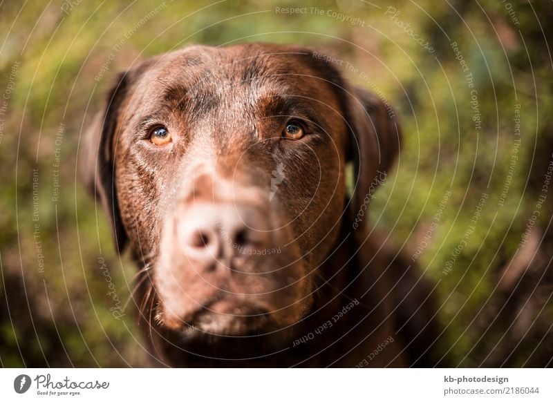 Portrait of a brown Labrador dog Animal Dog Animal face 1 Feeding domestic animal obedience views mammal portrait friend Dog sports For hound forest autumn