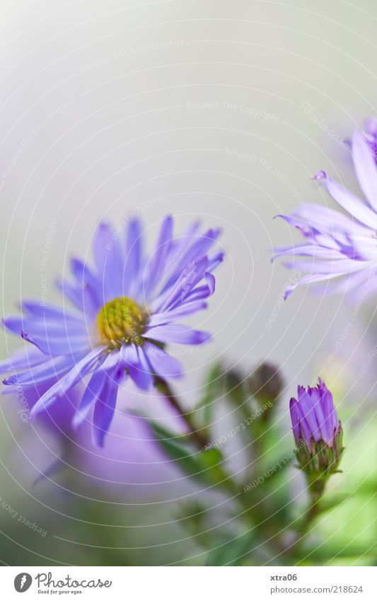 postcard morning Nature Plant Flower Blossom Blue Gray Violet Colour photo Exterior shot Close-up Detail Copy Space top Shallow depth of field Deserted