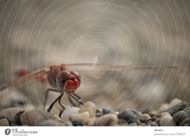 Sympetrum meridionale (Male) Pebble Gravel beach Animal Animal face Dragonfly Dragonfly wings Compound eye 1 Crouch Sit Red Nature Delicate Small Relaxation