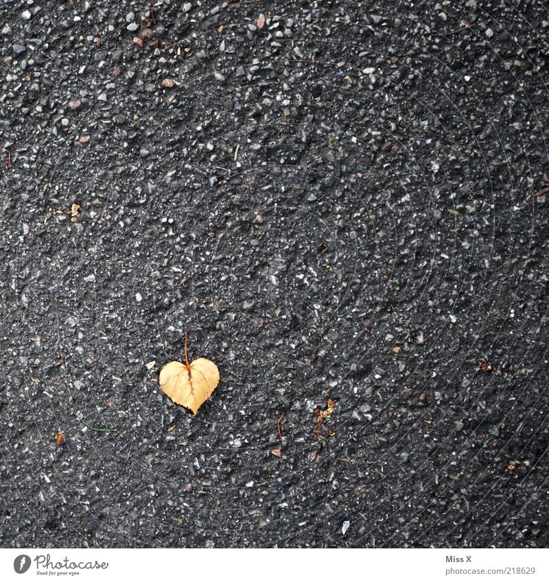 a heart for autumn Leaf Small Autumn leaves Lime leaf Heart Heart-shaped Colour photo Exterior shot Deserted Neutral Background Copy Space top Copy Space right
