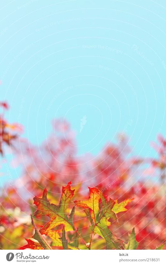 blazing autumn... Nature Landscape Plant Air Sky Cloudless sky Autumn Weather flaked Blue Yellow Gold Red Kitsch Transience Growth Change Autumn leaves Autumnal