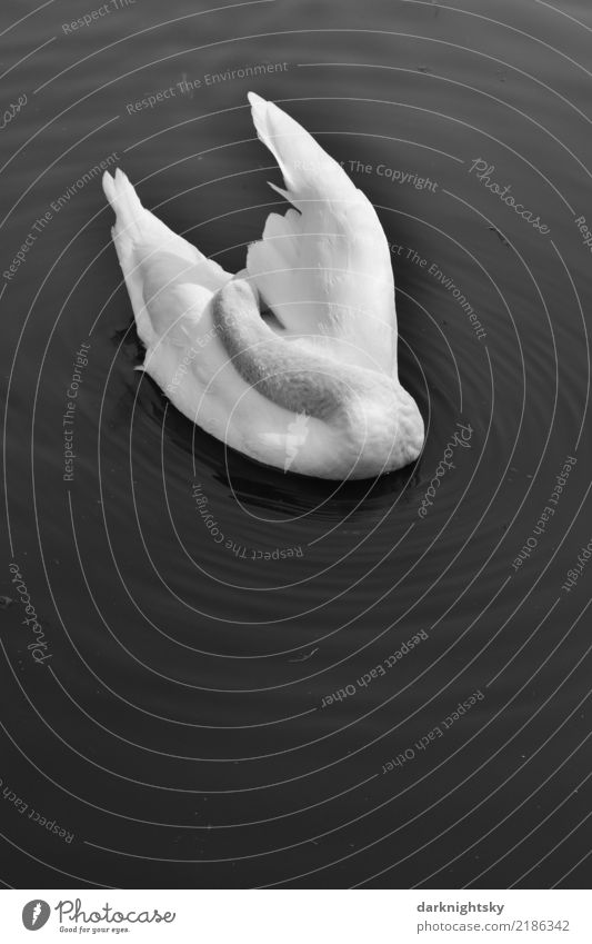 White swan at the morning toilet Elegant Harmonious Calm Meditation Swimming & Bathing Summer Aquatics Wild animal Swan 1 Animal Water Cleaning Esthetic