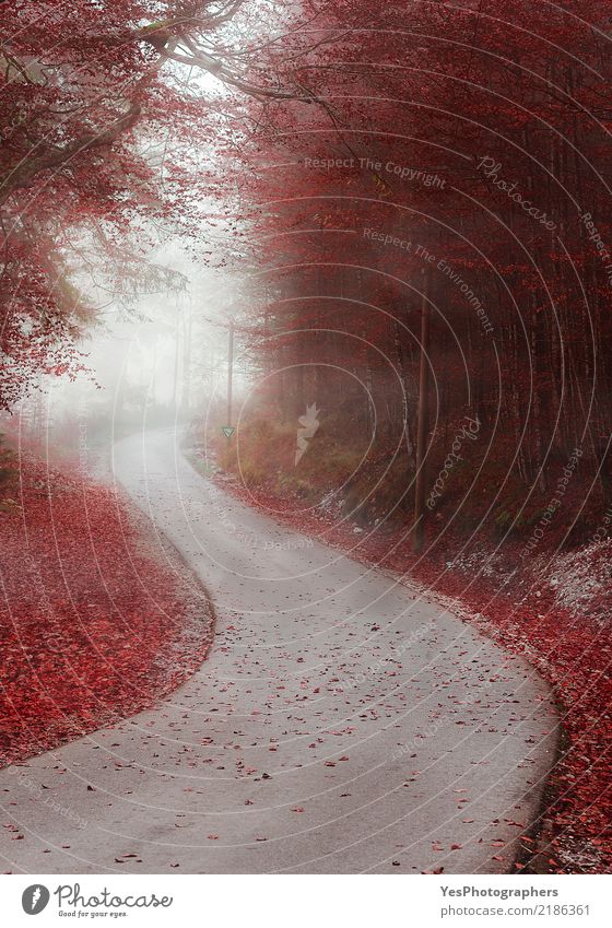 Alley through misty forest in autumn colors Leisure and hobbies Hiking Nature Landscape Autumn Weather Fog Tree Leaf Forest Street Sadness Red Fear Nostalgia