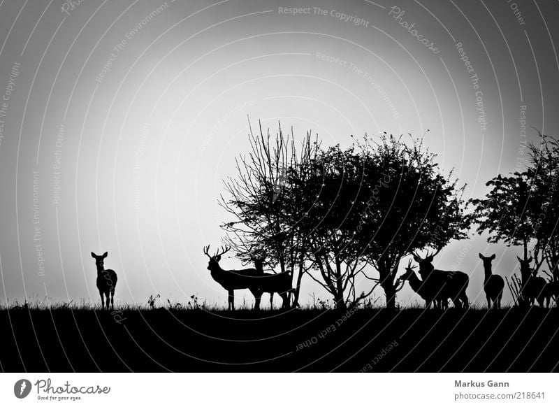 Deer in the morning Nature Landscape Weather Bad weather Fog Meadow Forest Animal Wild animal Group of animals Herd Gray Black White Roe deer Bushes Tree