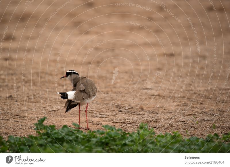 Crowned Plover Freedom Summer Environment Nature Grass Animal Wild animal Bird Animal face lapwing 1 Natural Ornithology Colour photo Exterior shot Deserted
