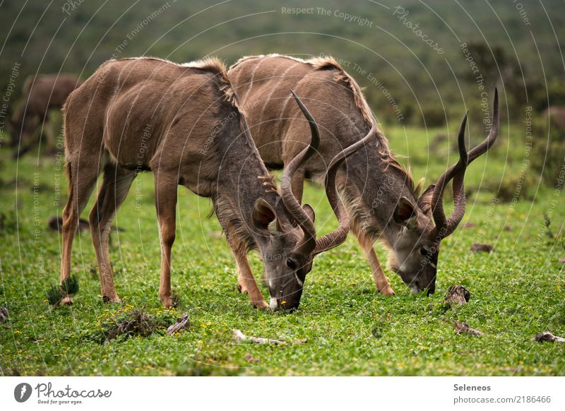 togetherness Vacation & Travel Tourism Trip Adventure Far-off places Safari Environment Nature Animal Wild animal Kudu Antlers To feed 2 Near Natural