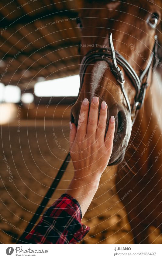 Close up of hand peting horse Lifestyle Leisure and hobbies Ride Sports Human being Feminine Animal Pet Farm animal Horse Animal face 1 Breathe Touch Feeding