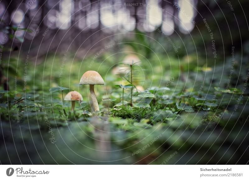 Mushrooms in the forest Forest Deep depth of field Moss Nature Plant Exterior shot Colour photo Deserted green Environment Close-up forest soils Worm's-eye view