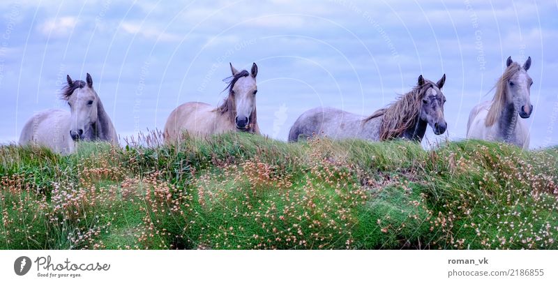 4 horses in a wide corridor Environment Plant Animal Grass Moss Wild animal Horse Esthetic Gloomy Attachment Northern Ireland Clique Herd Excitement Wind