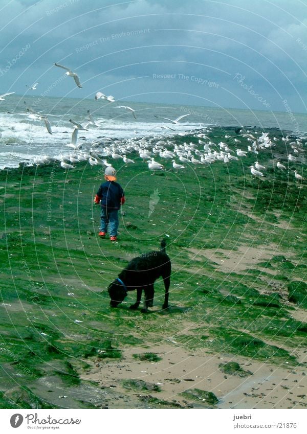 Child and dog watching seagulls Seagull Dog Search Ocean Netherlands Man Observe Water Sky North Sea