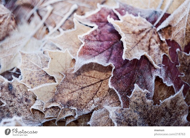 First frost Nature Autumn Winter Ice Frost Leaf Autumn leaves Autumnal colours Early fall Hoar frost Fresh Cold Natural Beautiful Transience Change Colour photo