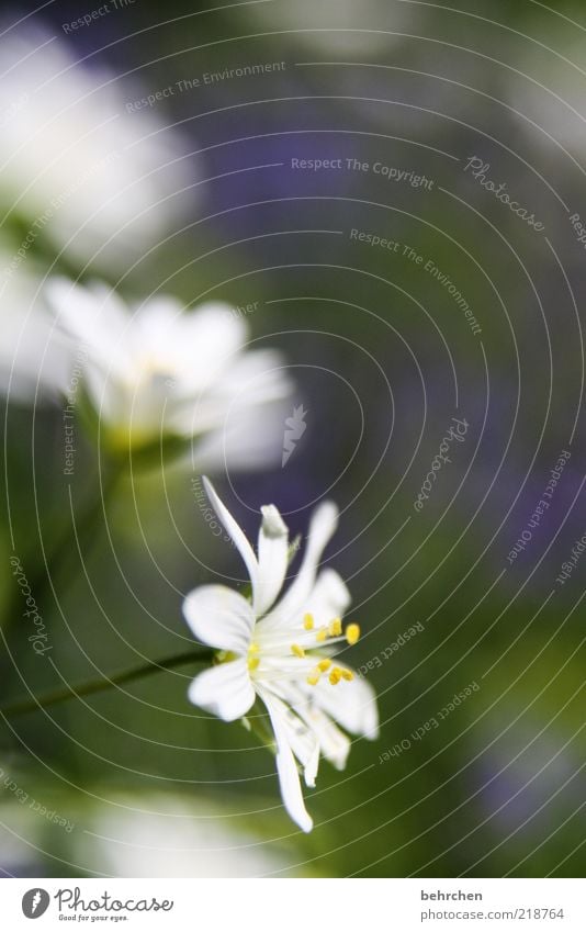 flowery Environment Nature Plant Spring Summer Flower Blossom Growth Blossoming Pollen Colour photo Exterior shot Deserted Blur Blossom leave White Close-up Day