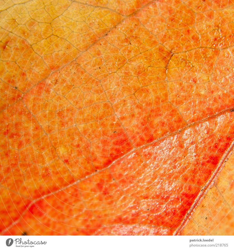 dermis Environment Nature Plant Leaf Old Esthetic Orange Yellow Red Autumn Structures and shapes Colour photo Close-up Detail Deserted Rachis