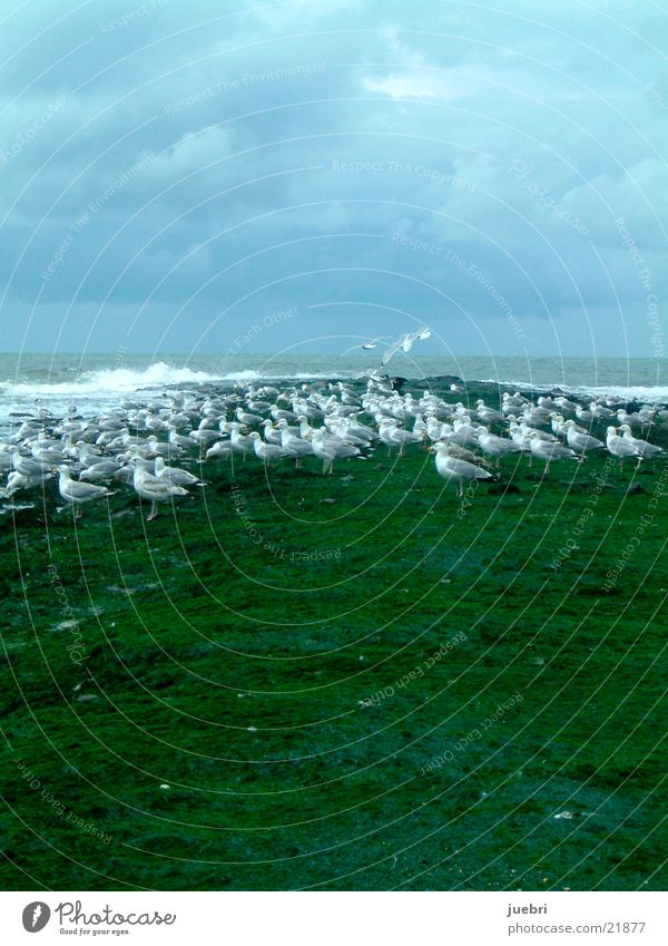 Seagulls at the North Sea Green Ocean Netherlands Water Sky