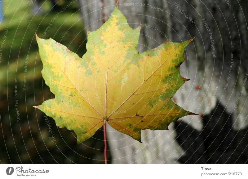 blank sheet Autumn Leaf Yellow Green Nature Transience Tree trunk Autumn leaves Maple leaf Meadow Leaf shade Middle To fall Hover Colour photo Exterior shot