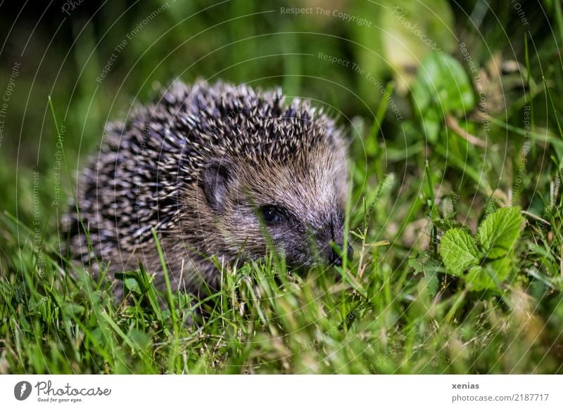 Small hedgehog in front garden Summer Autumn Grass Garden Park Meadow Animal Hedgehog 1 Observe Looking Thorny Brown Green loner nocturnal Spine Baby animal