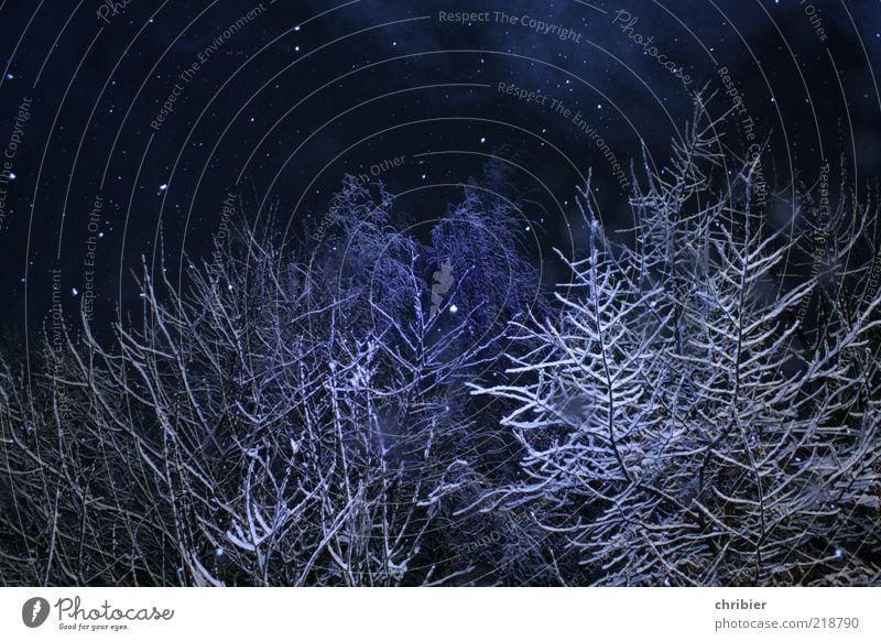 Winter christmas wonder forest Snow Winter vacation Nature Ice Frost Snowfall Tree Forest To fall Glittering Beautiful Blue White Anticipation Calm Uniqueness