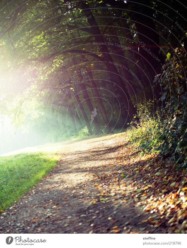 because it's so beautiful ... Environment Nature Plant Sunlight Autumn Beautiful weather Tree Grass Bushes Forest Relaxation To go for a walk Promenade