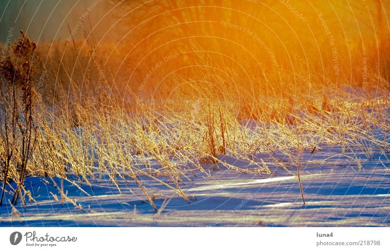 winter morning Winter Snow Environment Nature Landscape Sunrise Sunset Sunlight Weather Ice Frost Grass Bushes Field Cold Yellow Gold Bizarre Hoar frost