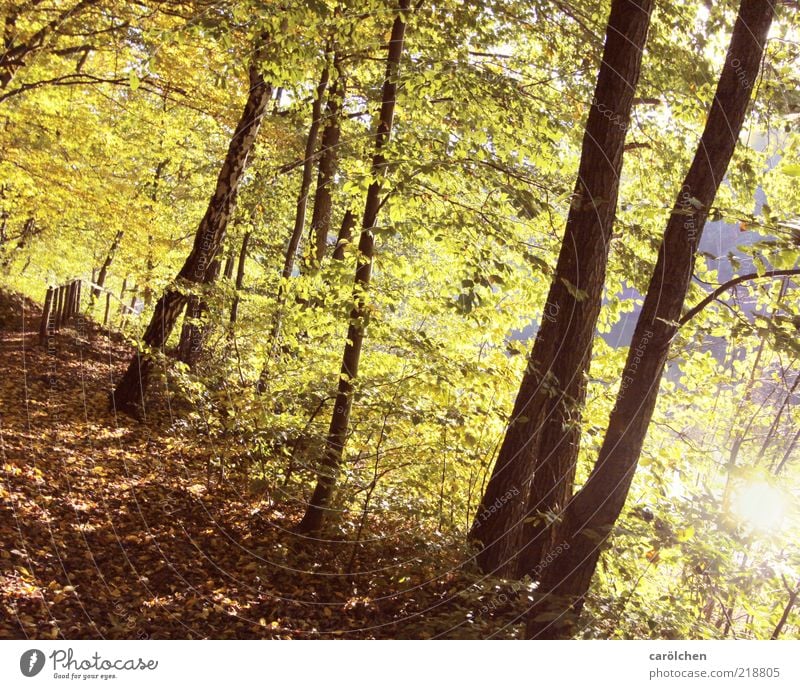 forest path Environment Nature Landscape Autumn Tree Forest Brown Yellow Gold Green Beech wood Beech tree Shaft of light Bright Autumn leaves Autumnal colours