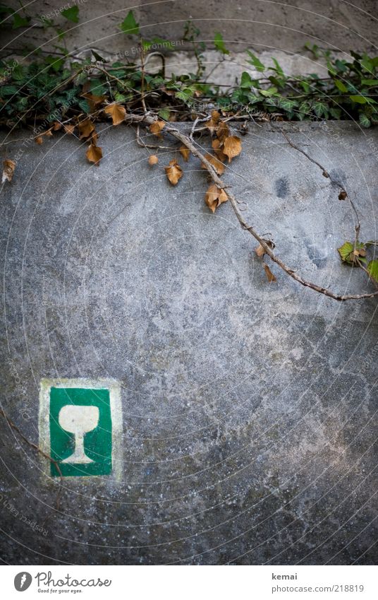 On the right track Wine Glass Wine glass Plant Sunlight Ivy Leaf Foliage plant Wild plant Rheingau Wall (barrier) Wall (building) Sign Signs and labeling