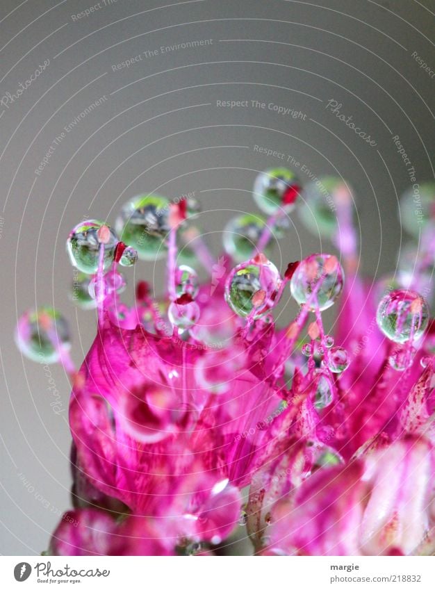 Treasures: Drops on a pink flower Environment Nature Plant Drops of water Blossom Exotic Water Sphere Blossoming Glittering Illuminate Esthetic Fragrance Wet