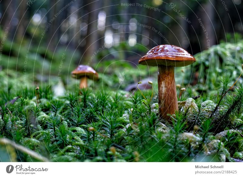 Forest and mushroom Environment Nature Mushroom Gigantic Glittering Natural Brown Green Red Beautiful Peaceful Responsibility Uniqueness Sustainability