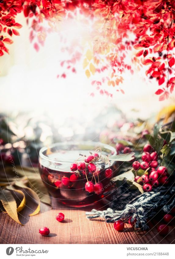 Cup of tea with red berries on an autumnal garden table Beverage Hot drink Tea Lifestyle Design Table Nature Plant Autumn Beautiful weather Warmth Tree Leaf