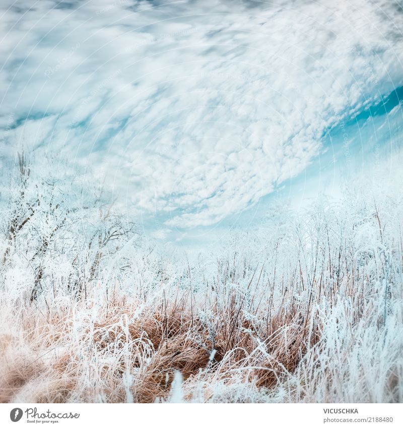 Winter Nature Background Lifestyle Plant Sky Grass Garden Park Meadow Field Cool (slang) Background picture Frost Snow Colour photo Exterior shot
