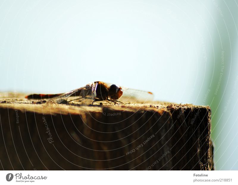 sunbath Environment Nature Animal Elements Air Sky Cloudless sky Summer Wild animal Wing Bright Near Natural Insect Dragonfly Colour photo Multicoloured