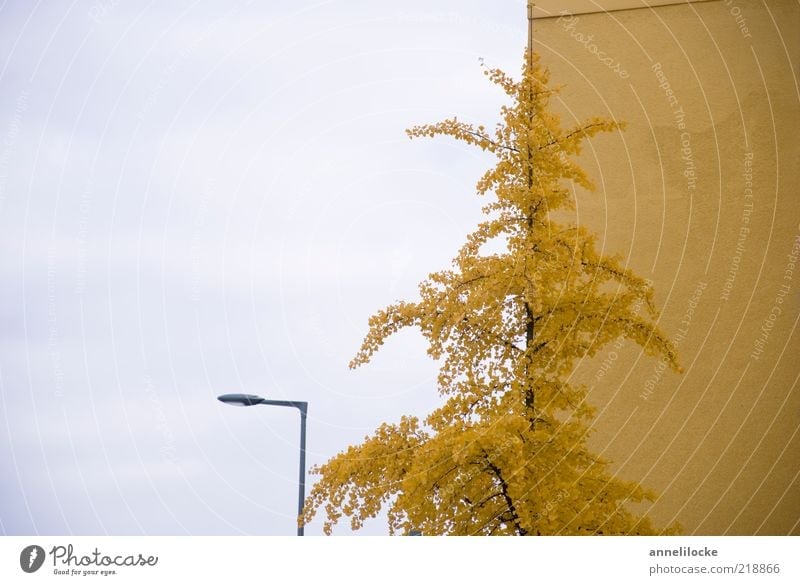 Golden autumn average Environment Nature Plant Sky Autumn Tree Leaf Ginko House (Residential Structure) Wall (barrier) Wall (building) Facade Yellow Transience