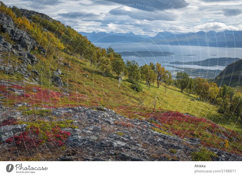 Autumn colours at the fjord Harmonious Calm Meditation Vacation & Travel Adventure Nature Landscape Horizon Tree Bay Fjord Island Lofotes Multicoloured