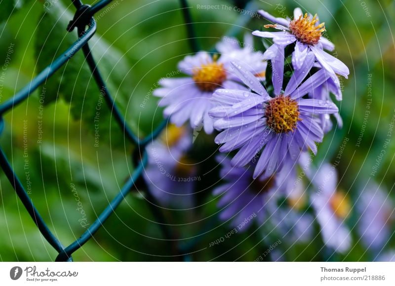 in front of the fence Nature Plant Summer Flower Blossom Foliage plant Garden Deserted Fence Grating Mesh grid Blossoming Blue Yellow Green Violet Colour photo