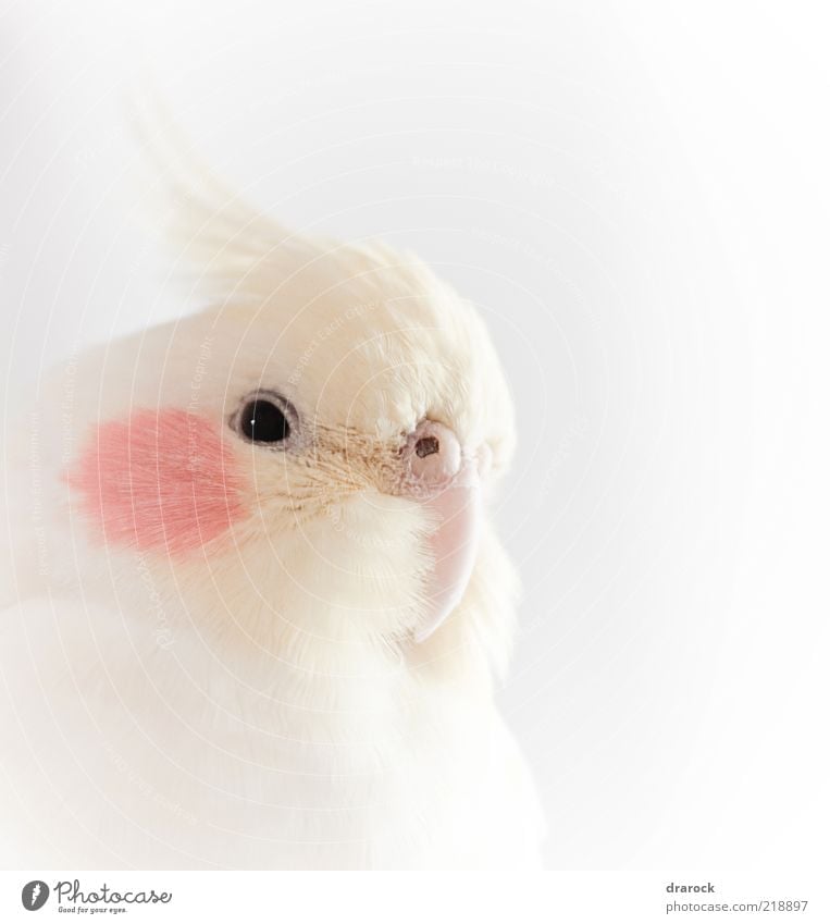 Pancha Animal Pet Bird Animal face 1 Exotic Beautiful Red White Authentic Parakeet Subdued colour Close-up Detail Deserted Day Light High-key