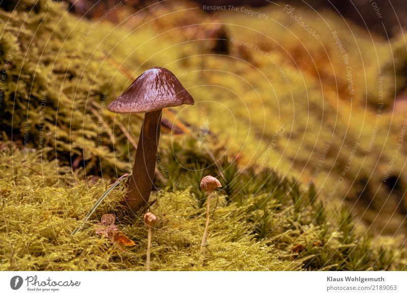 roe deer brown roof mushroom Food Lunch Environment Nature Plant Water Autumn Moss Wild plant Mushroom Mushroom cap roof fungus Forest Stand Growth Glittering
