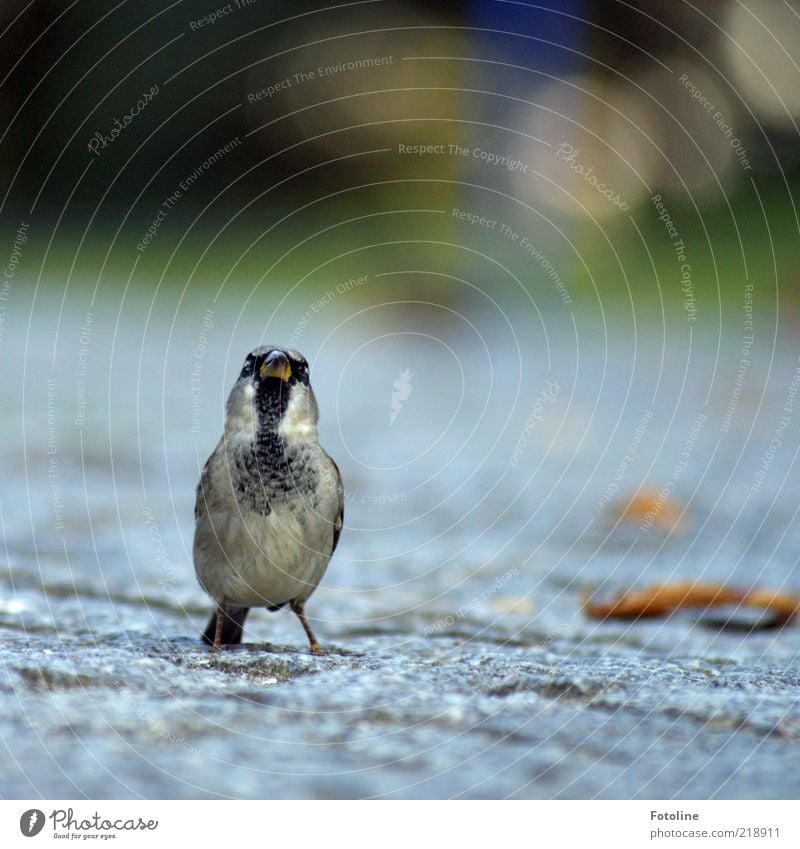Do you have a crumb of bread or a waffle? Environment Nature Animal Wild animal Bird Animal face Small Natural Cute Feather Sparrow Beak Colour photo