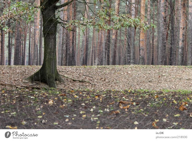 forest whispers Nature Earth Forest Wood Free Natural Emotions Romance Loneliness Mysterious Tree trunk Subdued colour Exterior shot Day Autumnal Autumn leaves