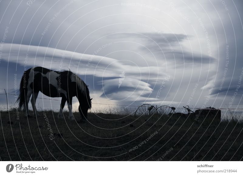 cloud horse Clouds Bad weather Animal Pet Farm animal Horse 1 To feed Esthetic Dark Cold Soft Moody Longing Wanderlust Loneliness Iceland Iceland Pony