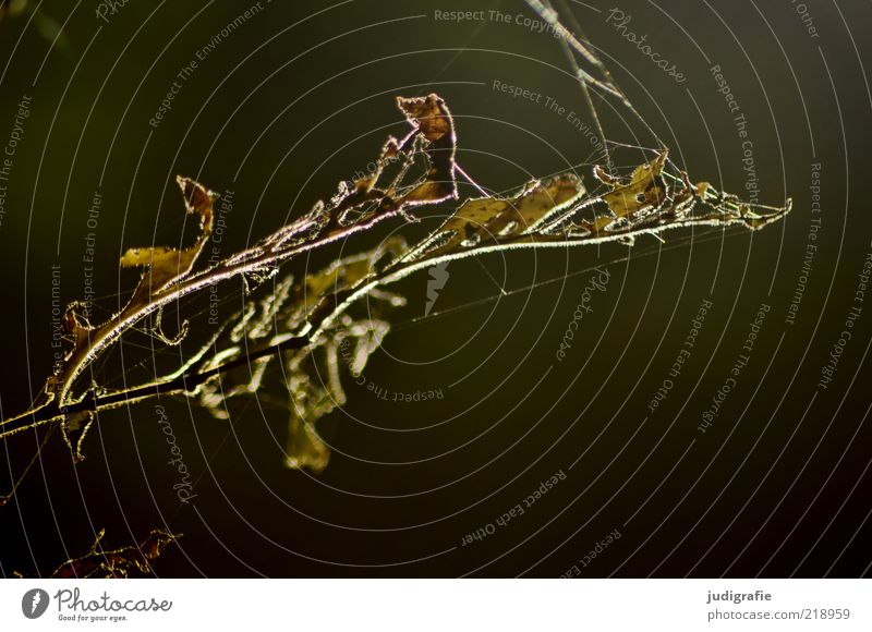 forest spider Environment Nature Plant Autumn Leaf Dark Natural Dry Moody Life Death Transience Spider's web Colour photo Subdued colour Exterior shot Day