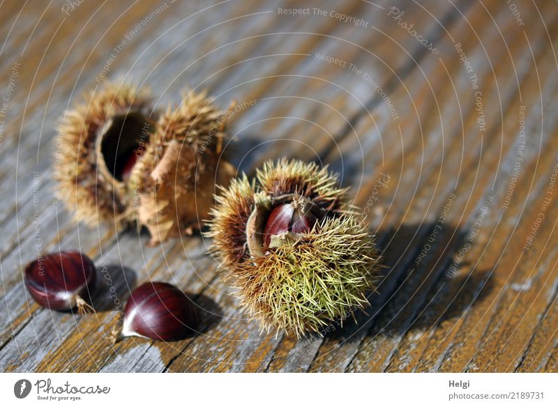 chestnuts ... Environment Nature Plant Autumn Beautiful weather Wild plant Fruit Sweet chestnut Park Wood Lie To dry up Uniqueness Small Delicious Natural
