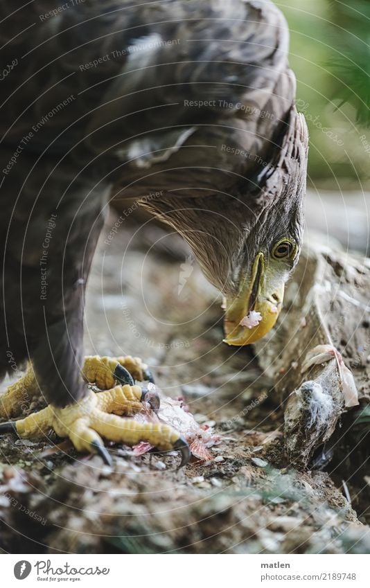 nibble Dead animal Bird Fish Animal face Scales Claw 2 To feed Near Brown Yellow Green Beak Appetite White-tailed eagle Part Colour photo Exterior shot Close-up