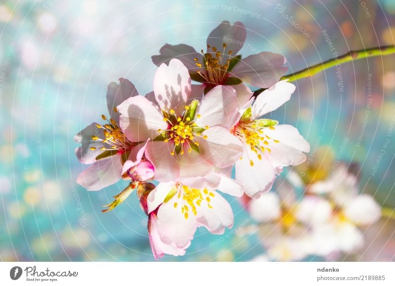 branch of blossoming almonds Beautiful Garden Nature Plant Sky Tree Flower Leaf Blossom Park Fresh Bright Natural Blue Pink White Almond background spring