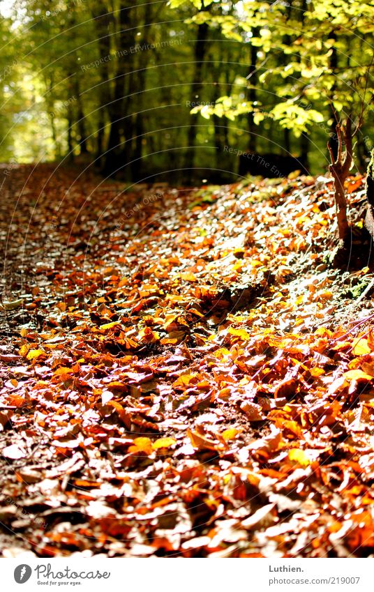 flurry of leaves Nature Plant Earth Autumn Beautiful weather Forest Leaf Colour photo Exterior shot Deserted Day Shallow depth of field Worm's-eye view