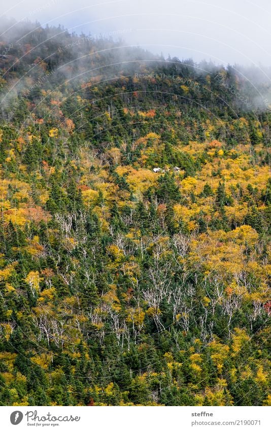 autumn Nature Landscape Autumn Fog Tree Forest Mountain Esthetic Colouring Autumn leaves white mountains USA New England New Hampshire Birch wood Colour photo