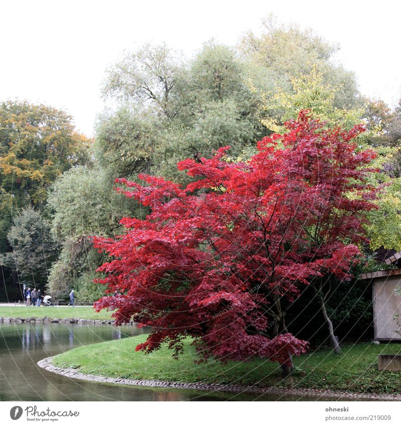 red october Environment Nature Autumn Tree Park Lakeside Pond Red Colour photo Multicoloured Relaxation To go for a walk Group
