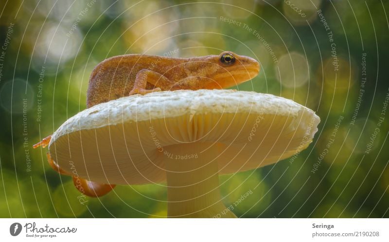 smooth newt Animal Wild animal Animal face 1 To feed Newt Mushroom Reptiles Colour photo Multicoloured Exterior shot Close-up Detail Macro (Extreme close-up)