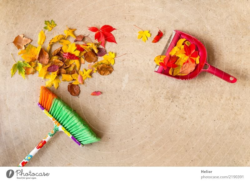 Autumnal cleaning action with dry, coloured leaves Garden Nature Plant Park Concrete Cleaning Yellow Gray Green Red Orderliness Cleanliness Pure