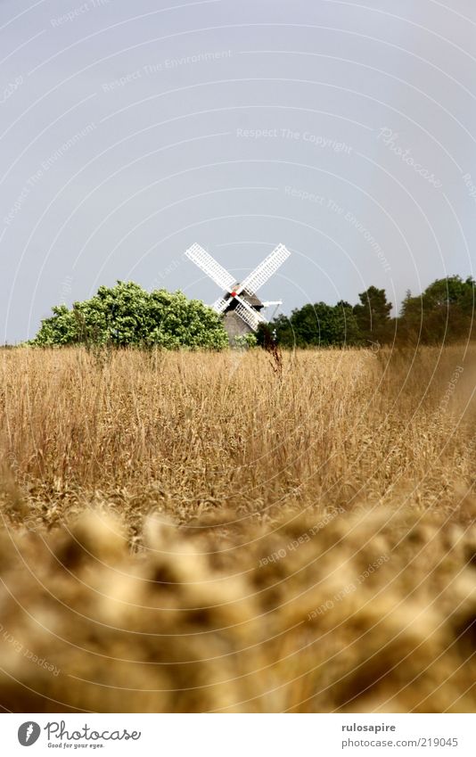 Wheat - Mill Summer Landscape Air Sky Cloudless sky Field Aerø Manmade structures Building Windmill Windmill vane Blue Yellow Gold Gray Green White Movement