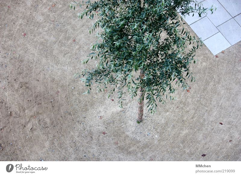 viewed from above Calm Tree Places Growth Sharp-edged Clean Gray Green Time Sand Paving tiles Colour photo Multicoloured Exterior shot Deserted Copy Space left